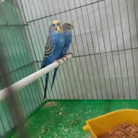 مرغ عشق ،قفس،لانه،کوزه|پرنده|شاهرود, |دیوار