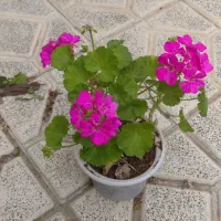 گل جوان سرحال