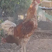 خروس لاری دو رگ یکساله|حیوانات مزرعه|کوهسار (البرز), |دیوار