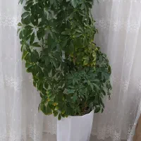گل طبیعی شفلرا