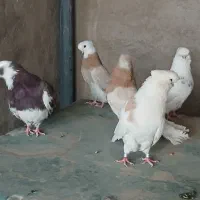 نوک قنار