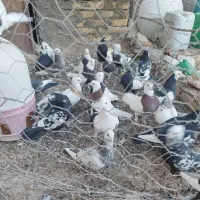 کفترفورشی کوهبنان|پرنده|کوهبنان, |دیوار