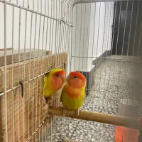 طوطی برزیلی با ۲ تا جوجه و کلیه وسایل|پرنده|لاهیجان, گلستان|دیوار