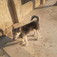 سک گرگی  ویلایی|سگ|لواسان, |دیوار