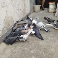 کبوتر|پرنده|کرمان, |دیوار