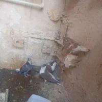 کفتر پرشی|پرنده|خواف, |دیوار