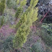 فروش لافسون|گل و گیاه طبیعی|نشتارود, |دیوار