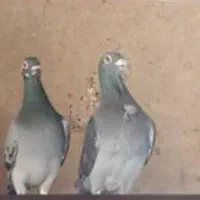 خار