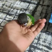 طوطی گرینچیک دستی|پرنده|میناب, |دیوار