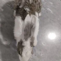 خرگوش