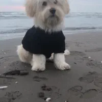 فروشی سگ|سگ|محمدیه-قزوین, |دیوار