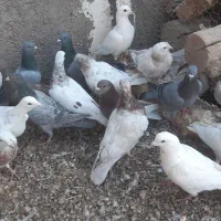 کبوتر هفت رنگ|پرنده|دشتابی, |دیوار