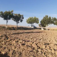 زمین کشاورزی با اب کافی|فروش زمین و ملک کلنگی|اشترینان, |دیوار