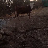 فروش گوساله نر|حیوانات مزرعه|خاو و میرآباد, |دیوار