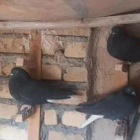 کبوتر دمسفید