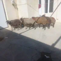 میش داشتی|حیوانات مزرعه|کلیائی, |دیوار