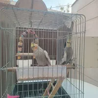 عروس هلندی سخنگو|پرنده|قرچک, زیبا شهر|دیوار