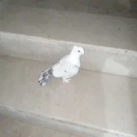 کفتر|پرنده|وحیدیه, |دیوار