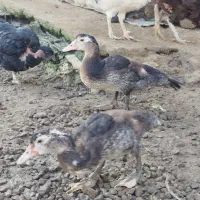 اردک محلی.اردک اسرائیلی.بوقلمون ۶ماهه