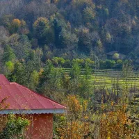 کلبه جنگلی با ویو بینظیر|اجارهٔ کوتاهمدت ویلا و باغ|رشت, باهنر|دیوار