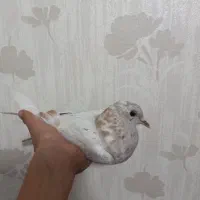 یک جفت جوجه کبوتر پرشی قاره و سرور|پرنده|ملارد, |دیوار