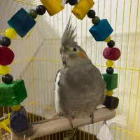 عروس هلندی ماده مولد