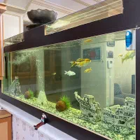 فروش اکواریوم|ماهی|زرند, |دیوار