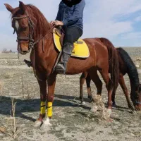 مادیان|اسب و تجهیزات اسب‌سواری|طسوج, |دیوار