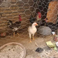 مرغ و خروس محلی و شاخدار