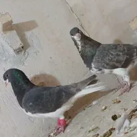 کفتر شهری قهوه|پرنده|شیراز, کفترک|دیوار
