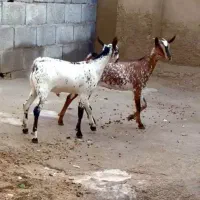 حیوان بز و گوسفند|حیوانات مزرعه|تفت, |دیوار