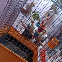 عروس هلندی مولد|پرنده|نورآباد, |دیوار