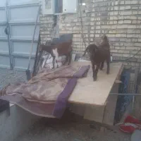سه عدد بز یک عدد نر ودو عد ماده