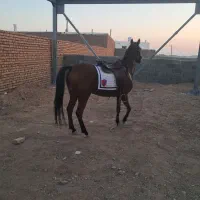 اسب کردزیبا