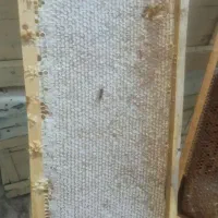 فروش عسل  بهاره چند گیاه   کنار، صددرصد طبیعی