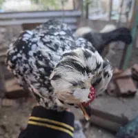 تخممرغ گلین لری جوجه کشی|حیوانات مزرعه|بهشهر, |دیوار