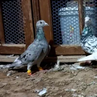 کبوتر هفرنگ|پرنده|تاکستان, |دیوار