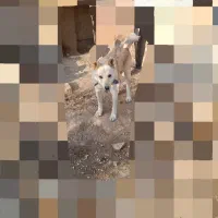 سگ نگهبانی