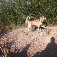 سگ سرابی،پژدر.افغان