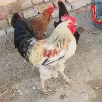 خروس