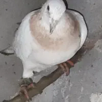 کفتر آلمانی