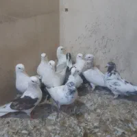 ۱۰ تا کفتر یجایی
