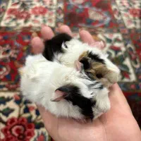 خوکچه هندی|موش و خرگوش|تهران, میدان ولیعصر|دیوار