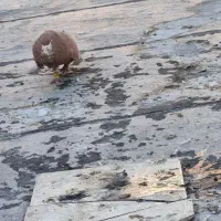 کفتر کبوتر
