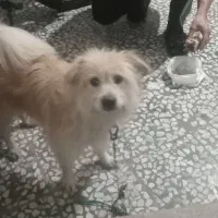 واگذاری سگ تریر