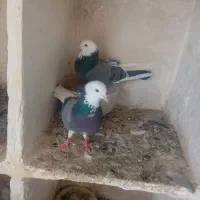 ۴/۰۰۰/۰۰۰