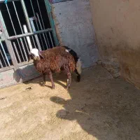 بره نر|حیوانات مزرعه|شیروان (لرستان), |دیوار