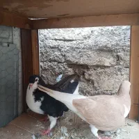 کبوتر شهری جفت