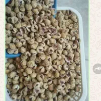 انجیر خشک استهبان از باغ