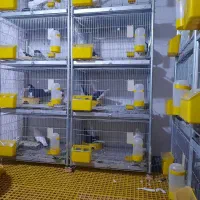 قفس کبوتری|لوازم جانبی حیوانات|برازجان, |دیوار